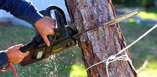 Best Palm Tree Trimming  in Herriman, UT