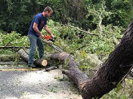 Best Stump Grinding and Removal  in Herriman, UT