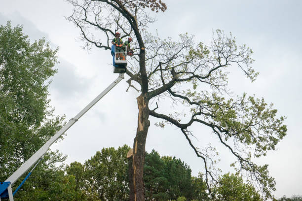 Best Utility Line Clearance  in Herriman, UT
