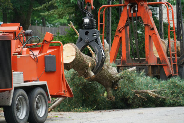 Best Hazardous Tree Removal  in Herriman, UT