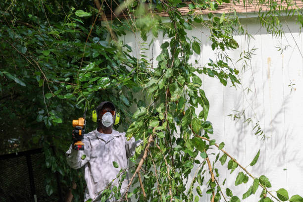 Best Tree Maintenance Programs  in Herriman, UT