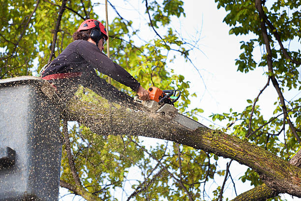  Herriman, UT Tree Removal Pros